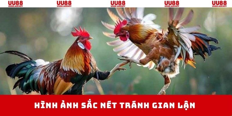 Đá gà 4k tránh được tình trạng gian lận xuất hiện