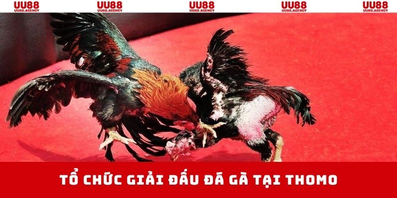 Tổ chức các giải đấu chuyên nghiệp trong đá gà trực tiếp Thomo
