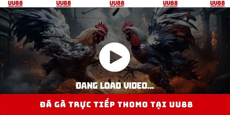 đá gà trực tiếp thomo