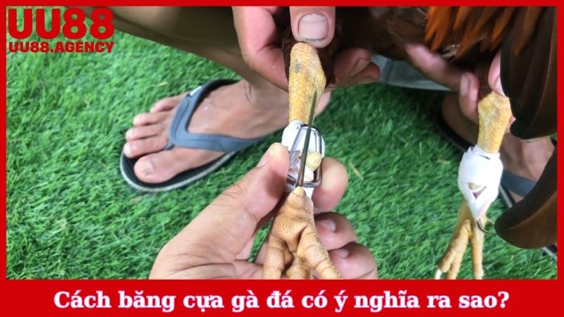 Cách băng cựa gà đá có ý nghĩa ra sao?