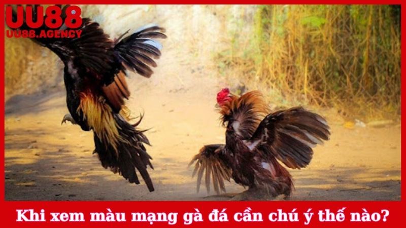 Khi xem màu mạng gà đá cần chú ý như thế nào?
